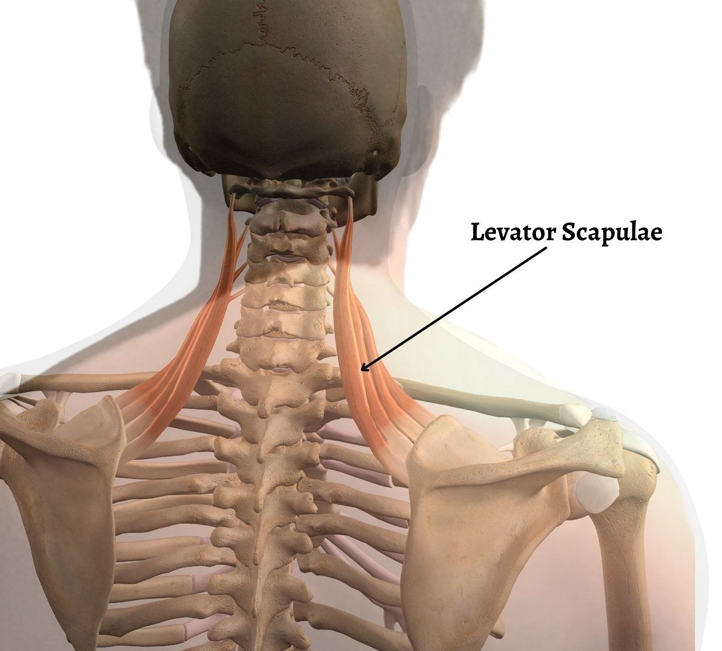 Neck Pain and Levator Scapulae Syndrome